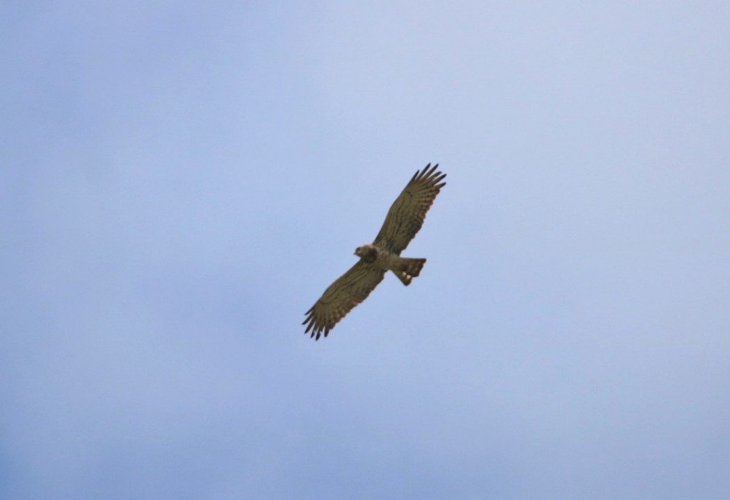 Short-toed Snake Eagle