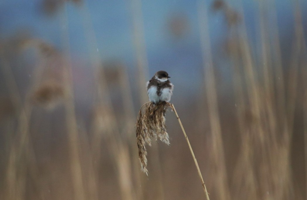 Sand Martin