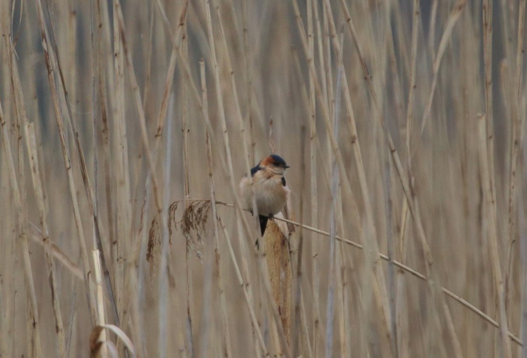 European Red-rumped Swallow