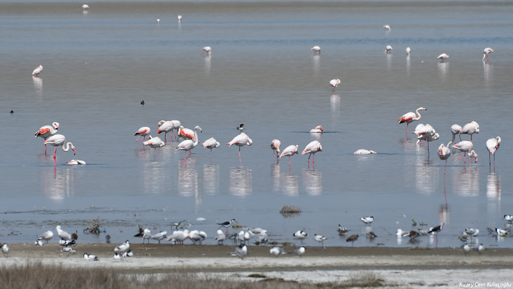 Greater Flamingo