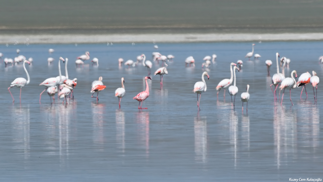 Lesser Flamingo