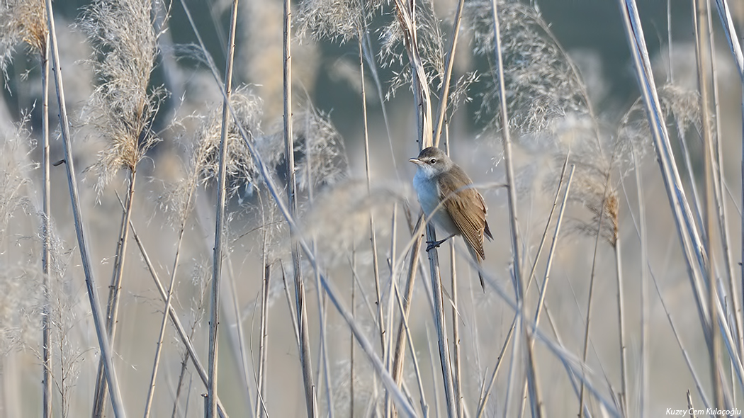Great Reed Warbler