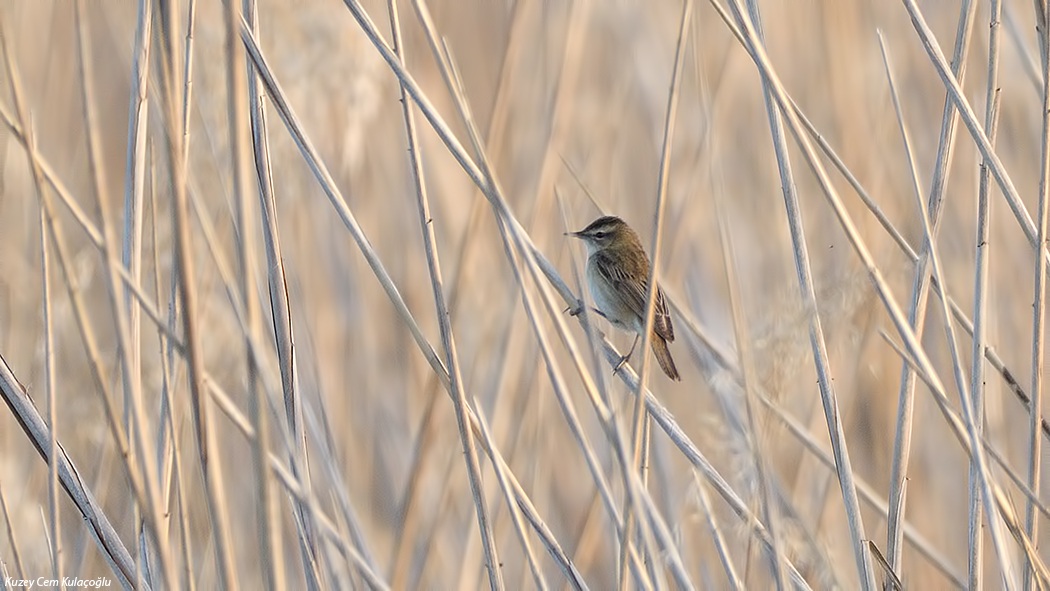 Sedge Warbler