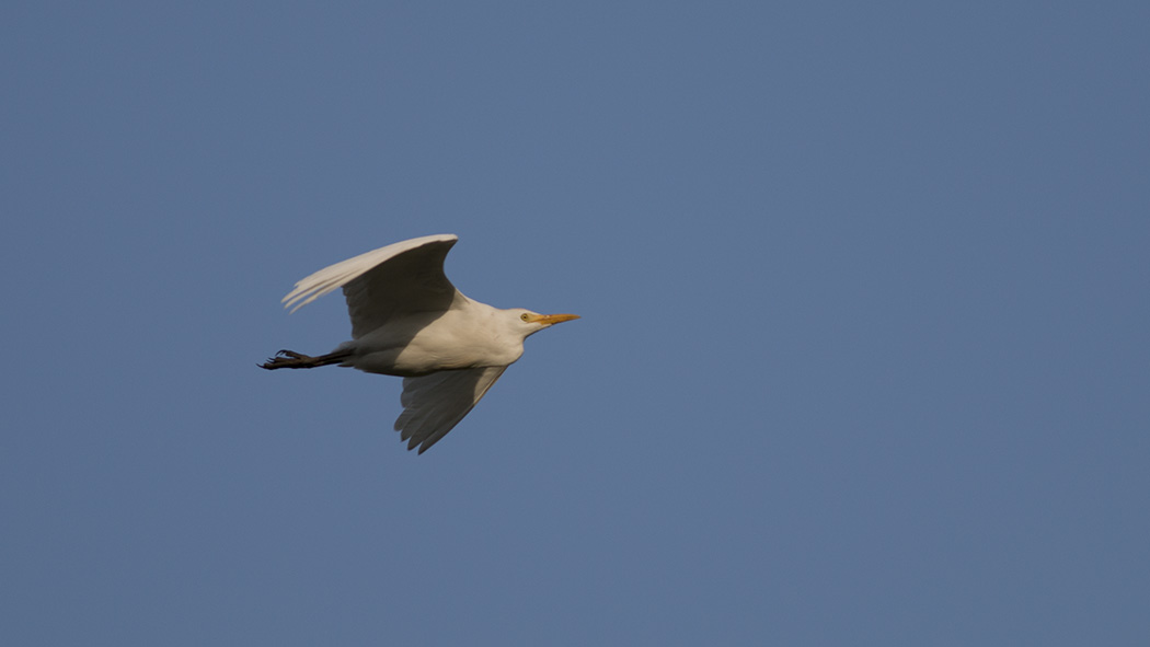 Western Cattle Egret