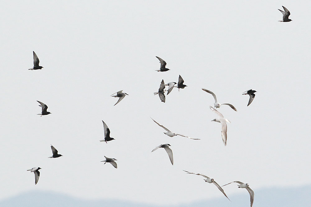 White-winged Tern