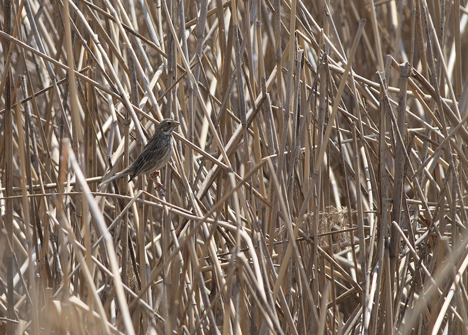 Corn Bunting