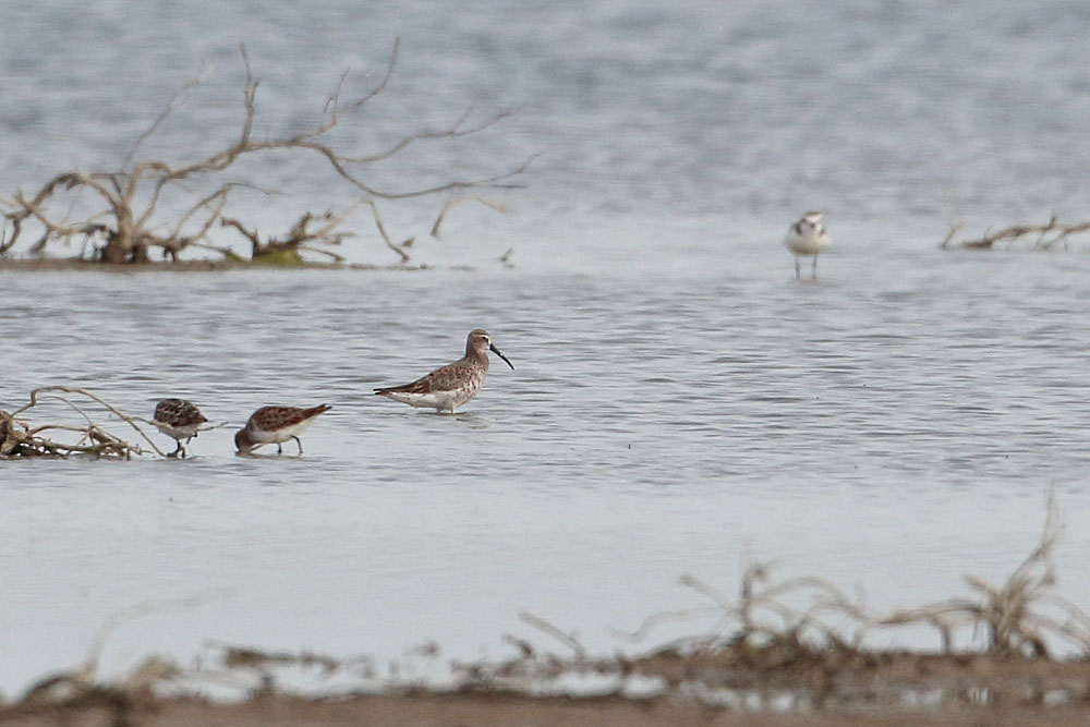 Curlew Sandpiper