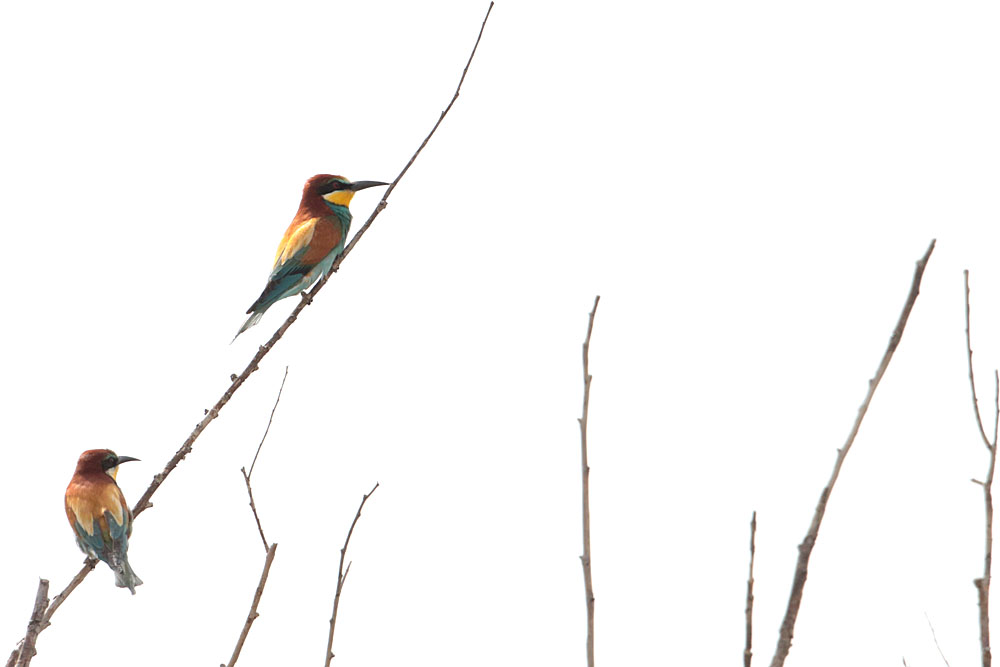 European Bee-eater