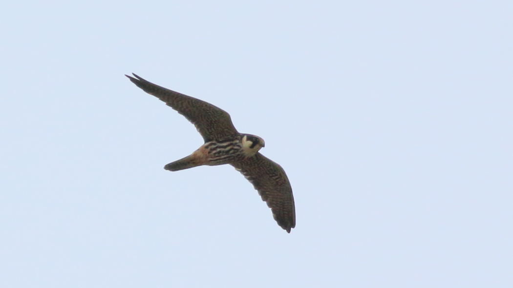 Eurasian Hobby