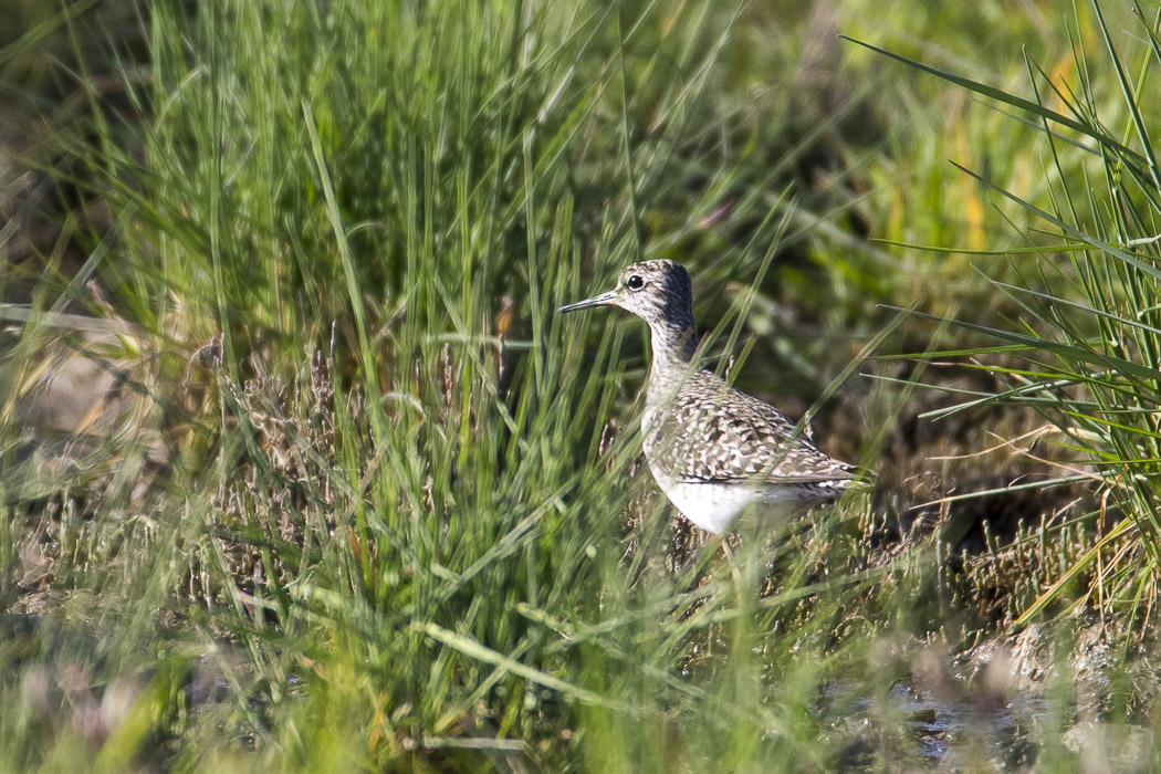 Wood Sandpiper