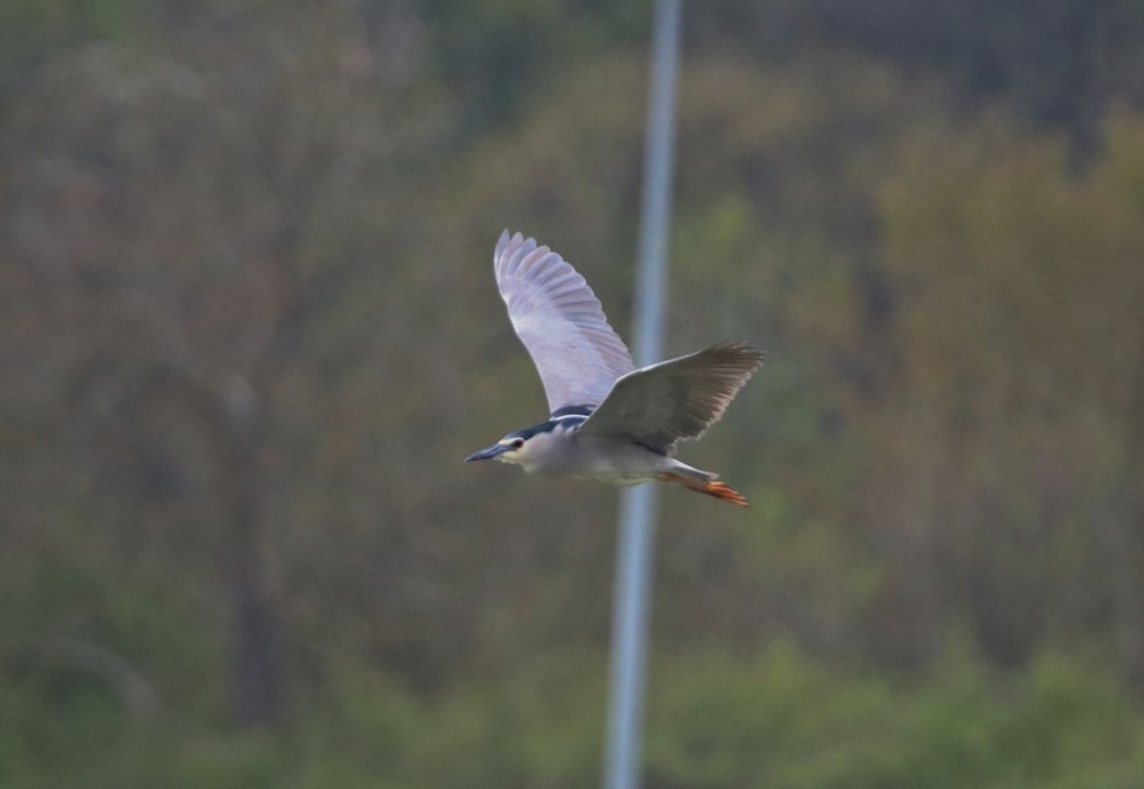 Black-crowned Night Heron