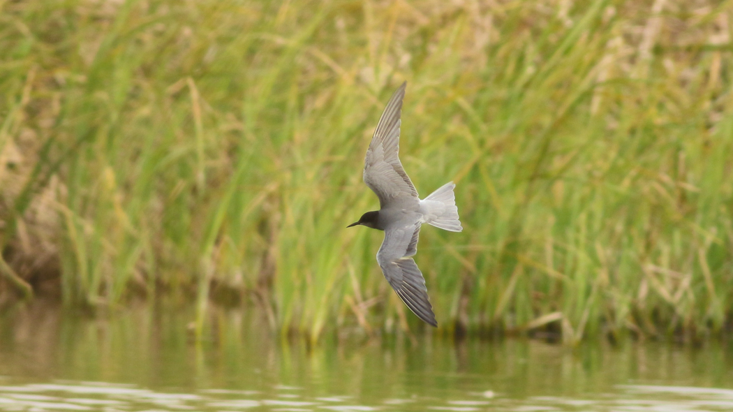 Black Tern