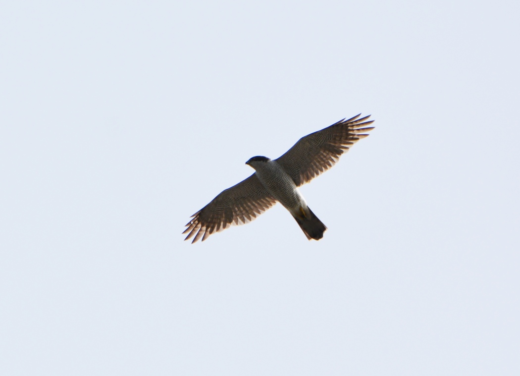 Eurasian Goshawk