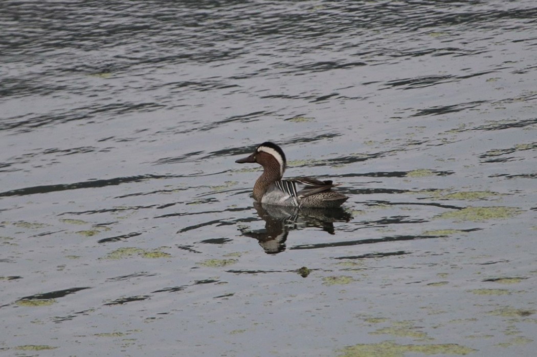 Garganey