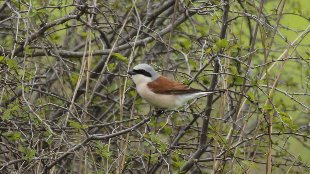 Red-backed Shrike