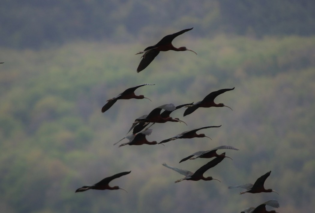 Glossy Ibis