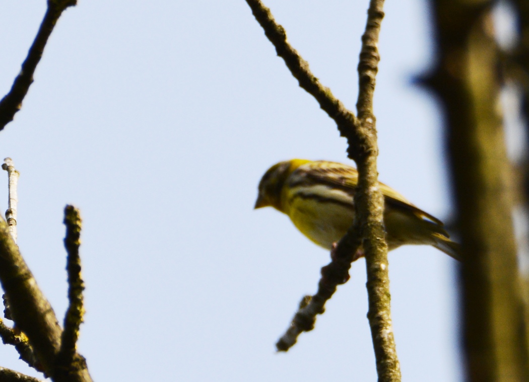 European Serin