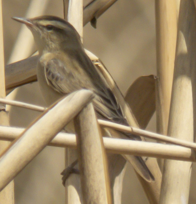 Sedge Warbler