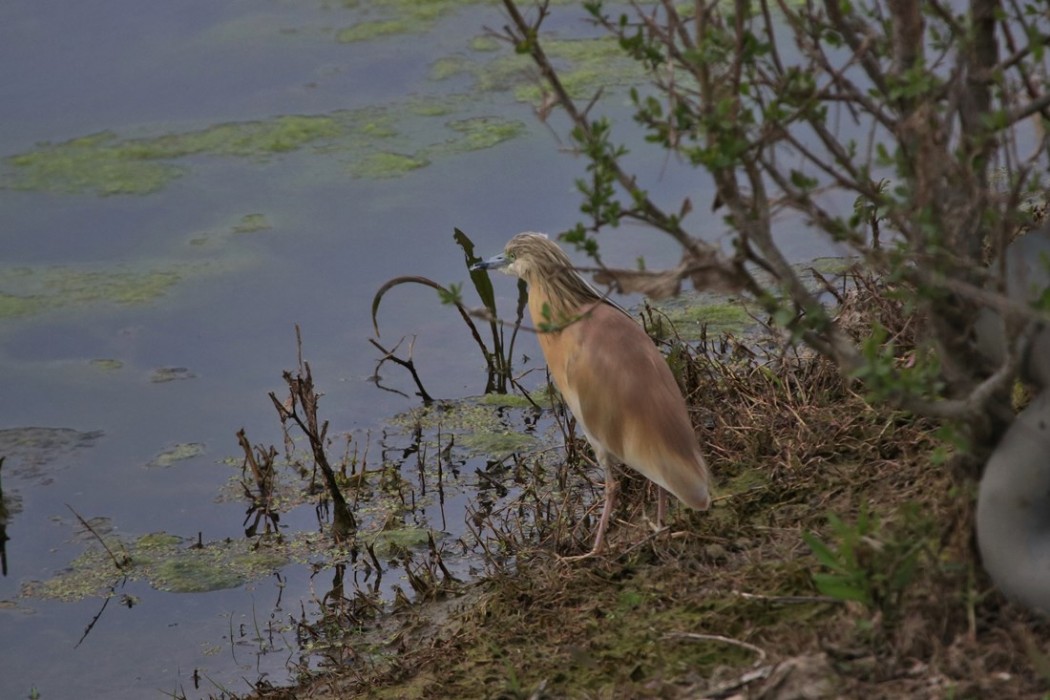 Squacco Heron