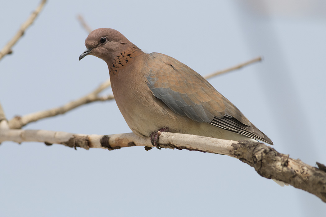 Laughing Dove
