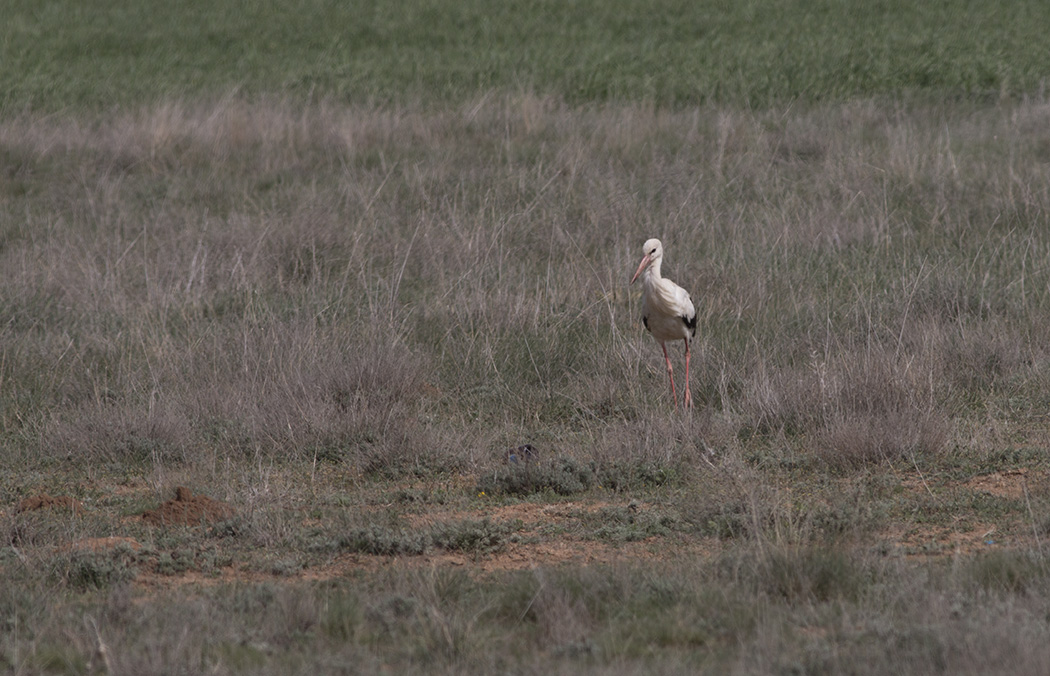 White Stork
