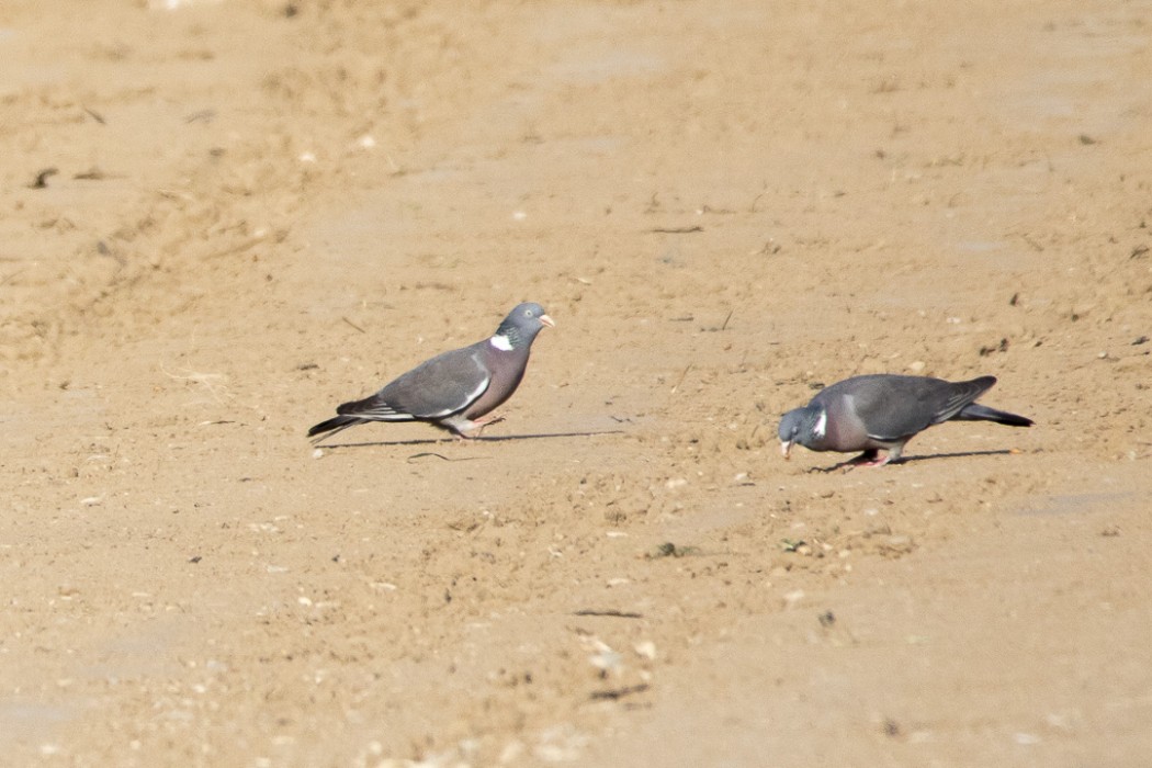 Common Wood Pigeon
