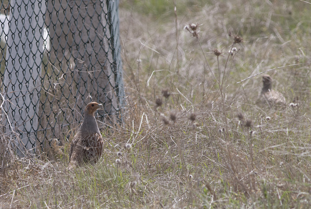 Grey Partridge