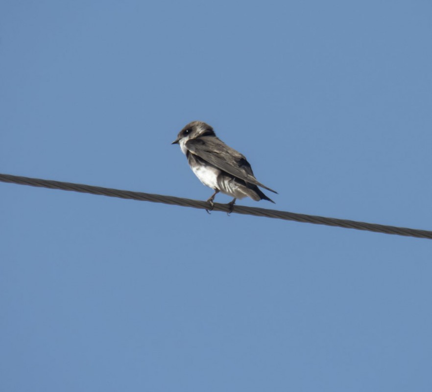 Sand Martin
