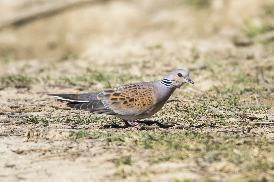 European Turtle Dove