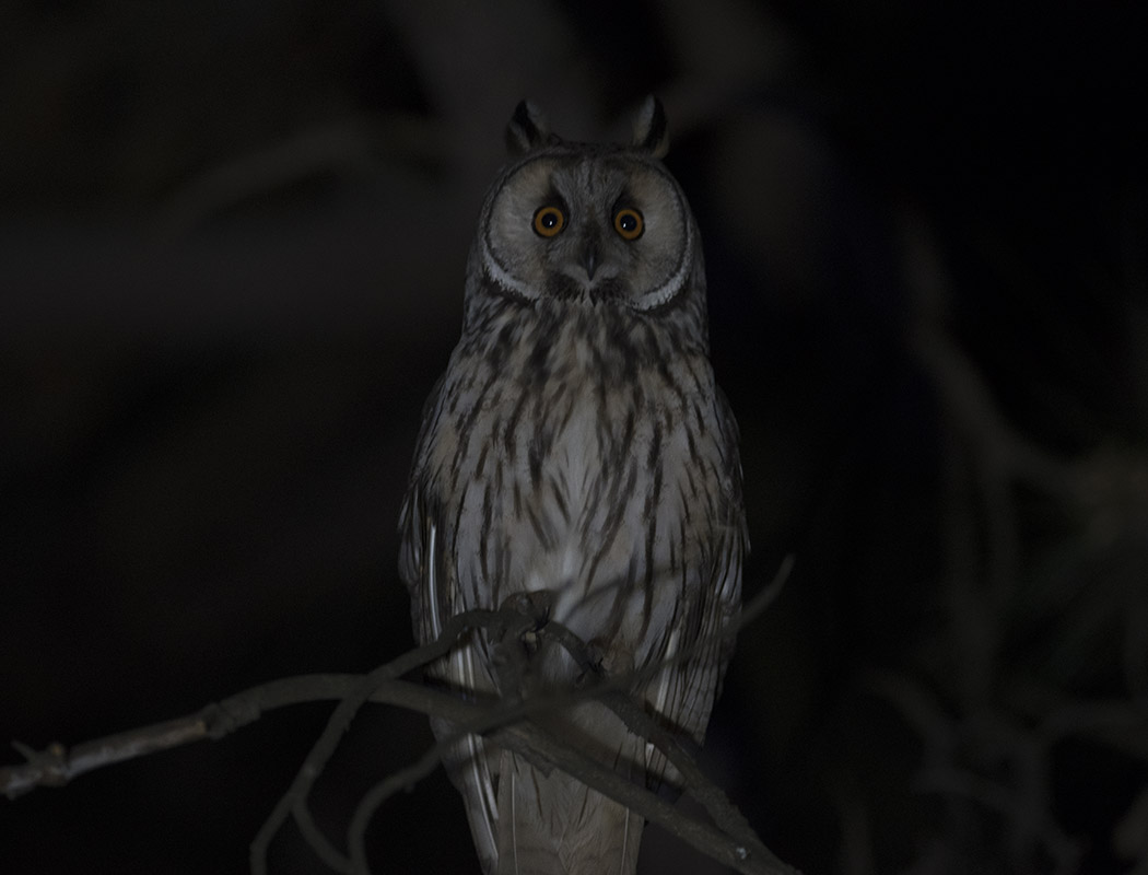 Long-eared Owl