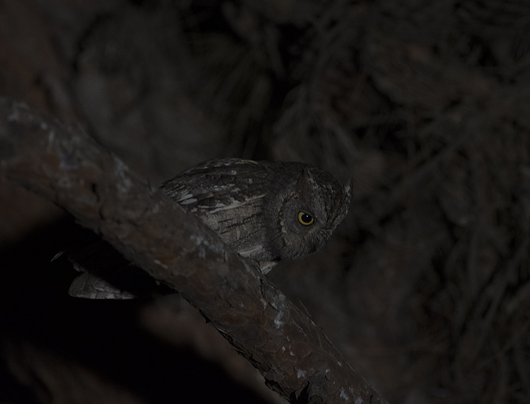 Eurasian Scops Owl