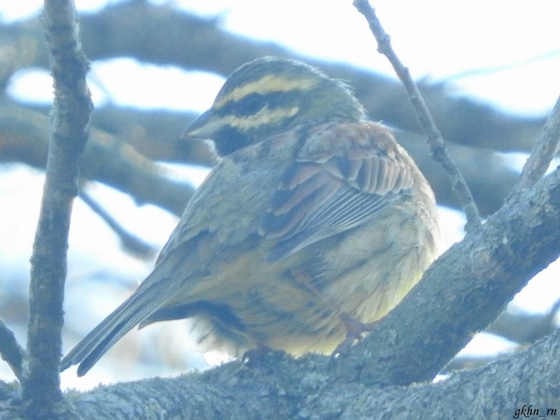 Cirl Bunting