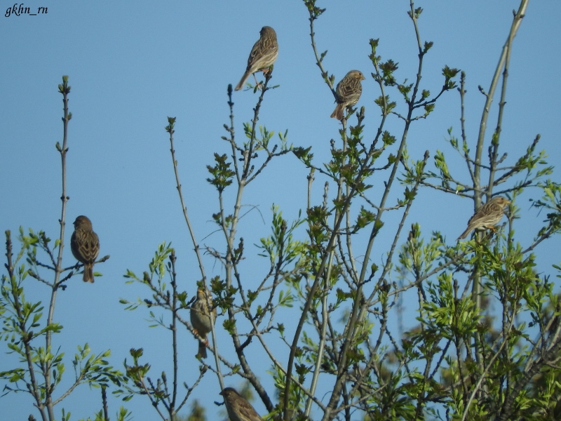 Corn Bunting