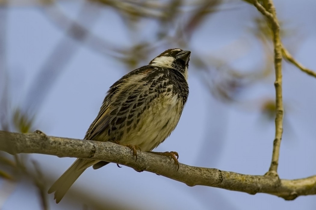 Spanish Sparrow