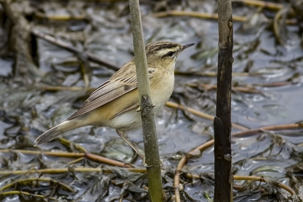 Sedge Warbler