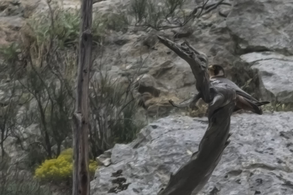 Peregrine Falcon