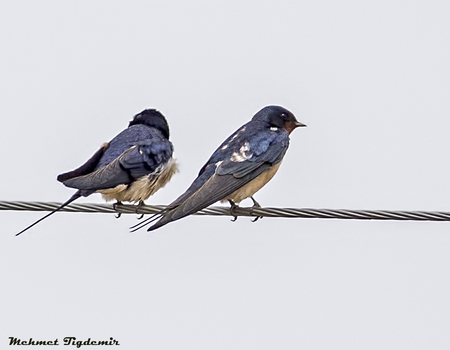 Barn Swallow