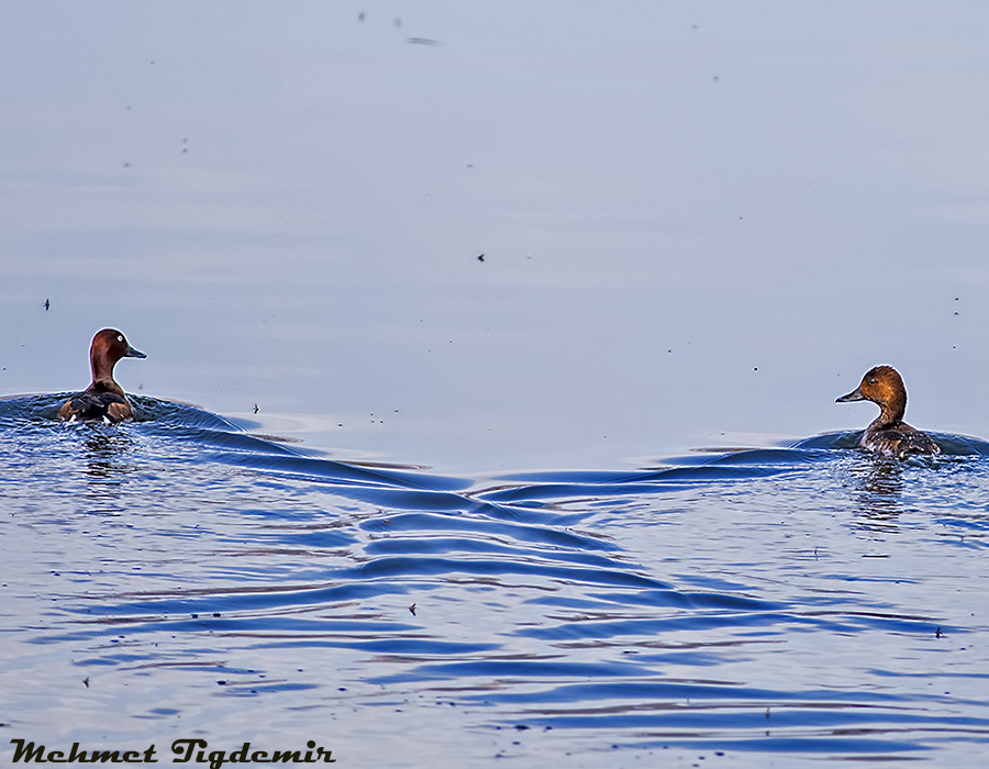 Ferruginous Duck