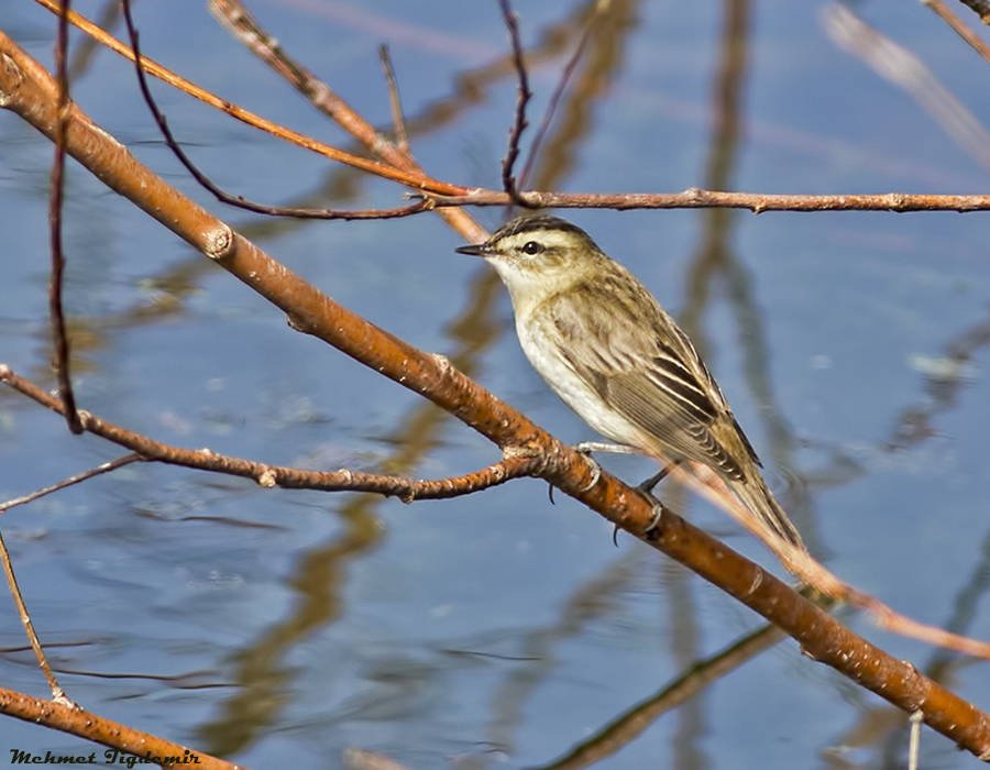 Sedge Warbler