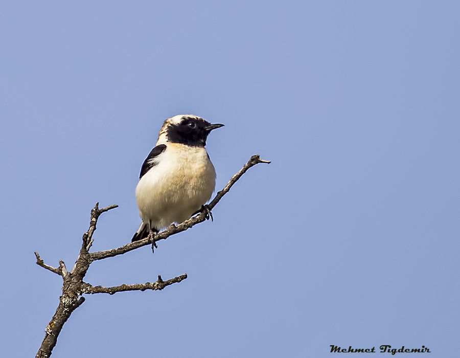 Northern Wheatear