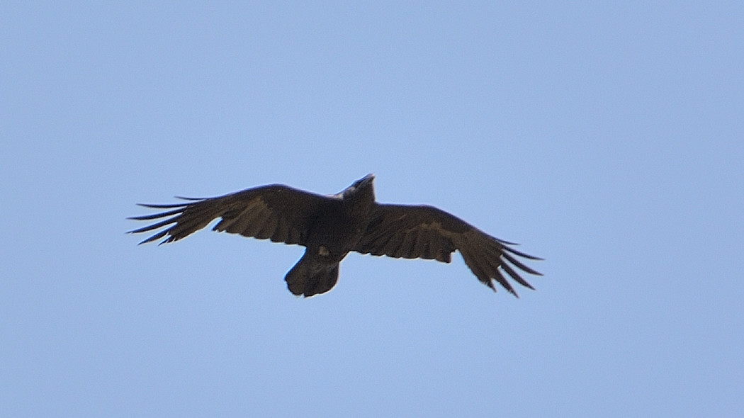 Northern Raven