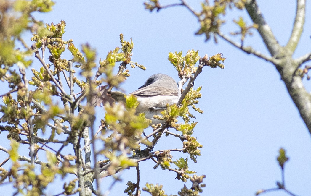Lesser Whitethroat