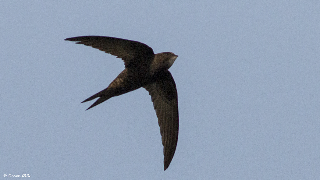 Common Swift