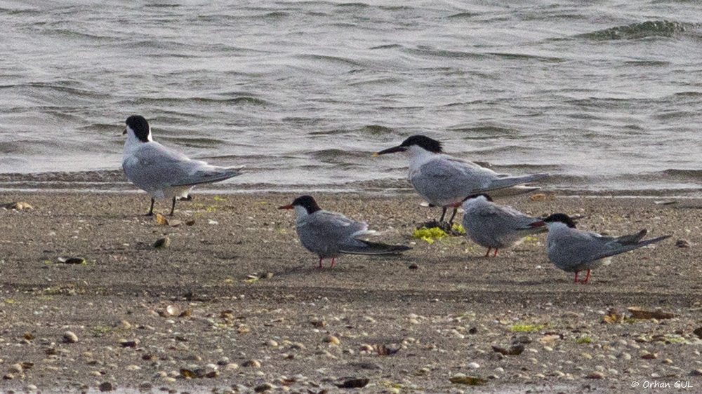 Sandwich Tern