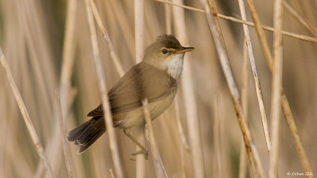 Common Reed Warbler
