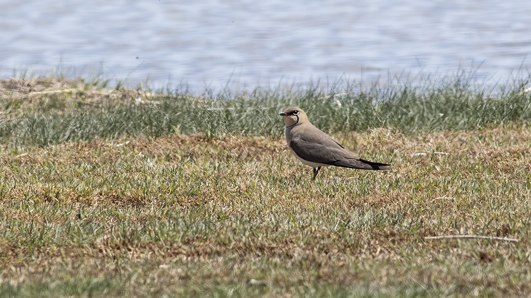 Collared Pratincole