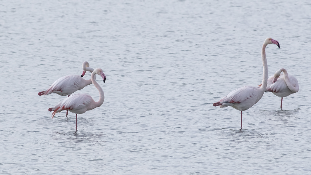 Greater Flamingo