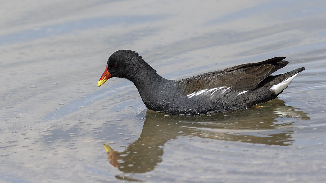 Common Moorhen