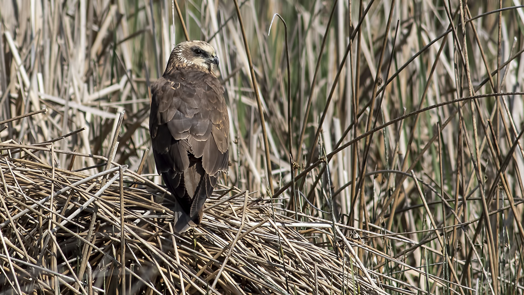 Western Marsh Harrier