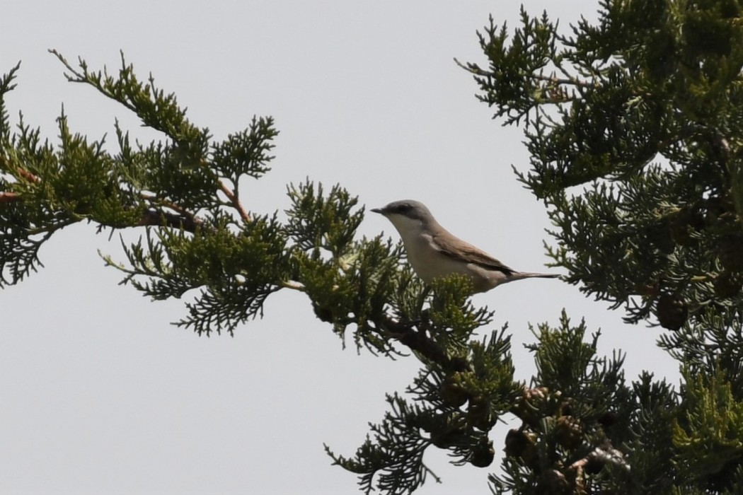 Lesser Whitethroat